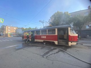 Уникальный цветок в окрестностях Днепра: срывать запрещено под угрозой серьезных штрафов