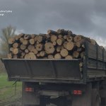 На Дніпропетровщині чотирьох осіб судитимуть за вирубку лісу на 3 млн грн